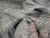 Угловой диван Дрезден правый угол (Серый)